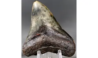 Carcharodon megalodon