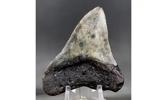 Carcharodon megalodon
