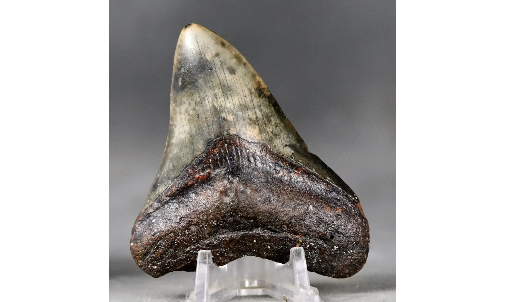 Carcharodon megalodon