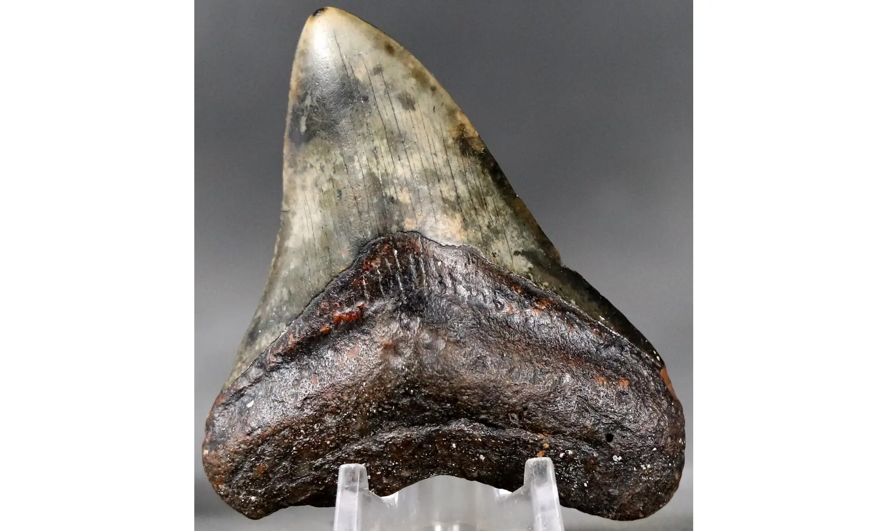 Carcharodon megalodon
