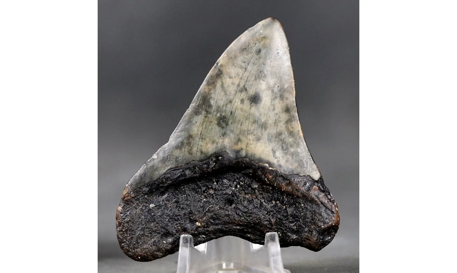 Carcharodon megalodon