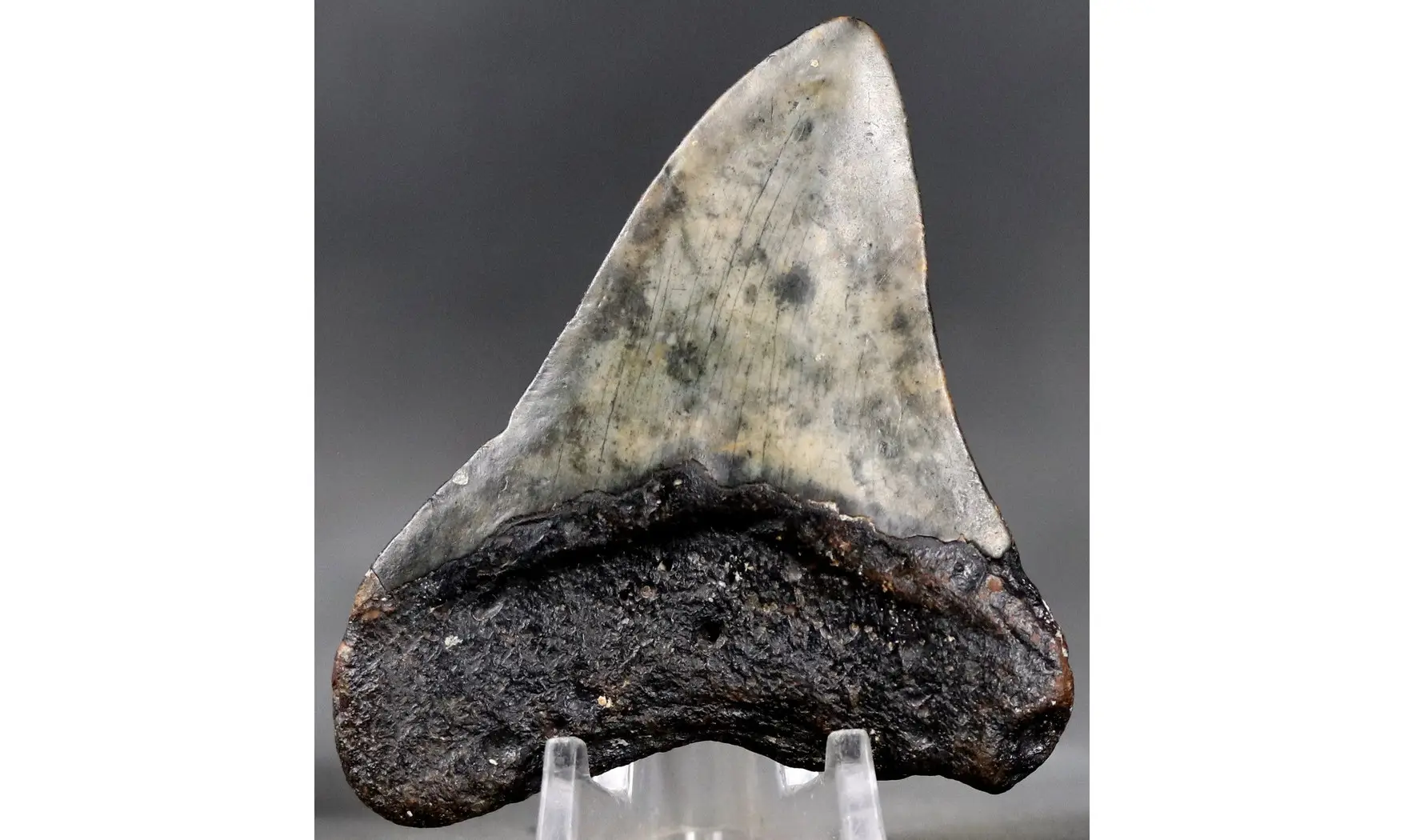 Carcharodon megalodon
