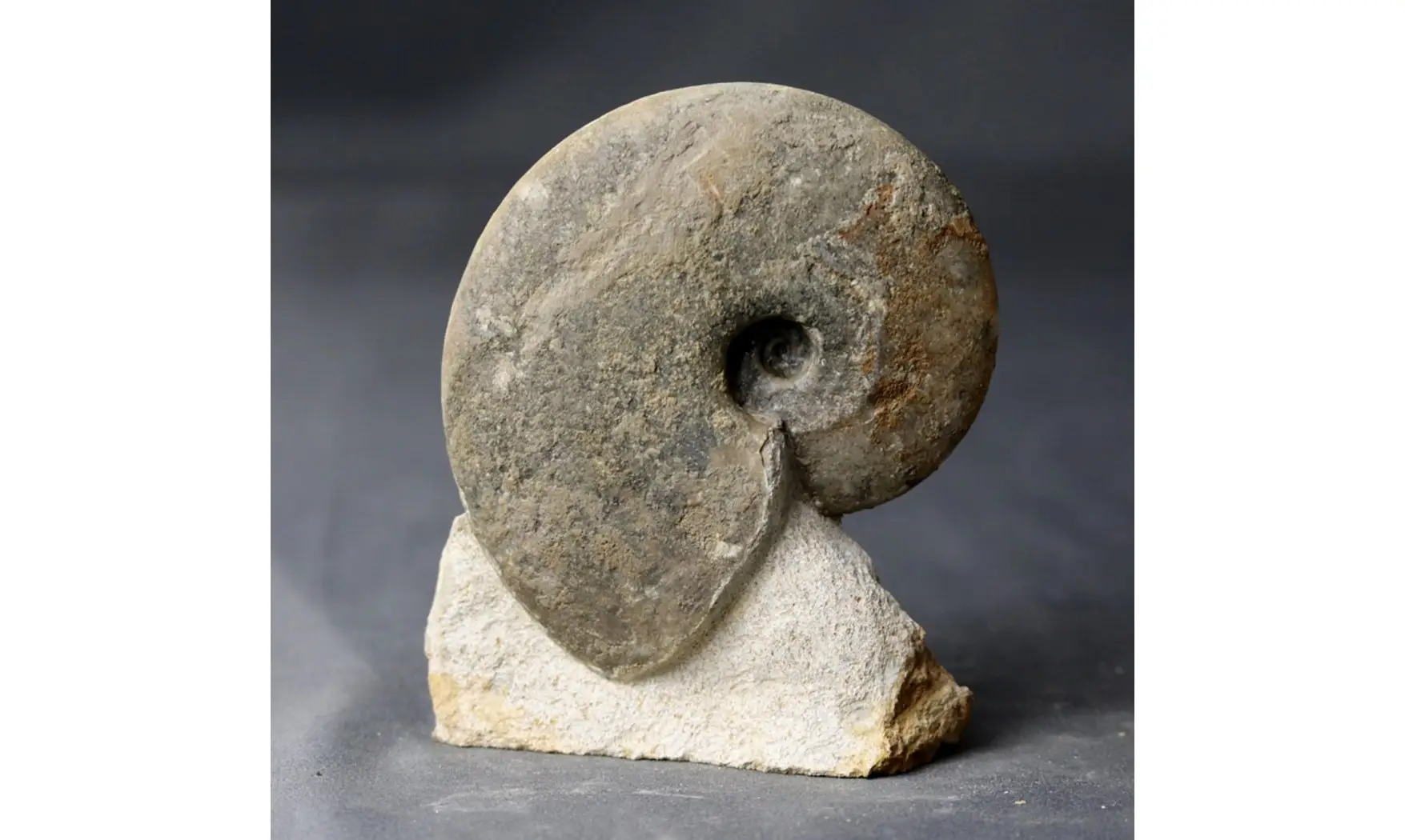 Tragophylloceras loscombi