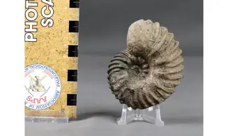 Hoplites spathi
