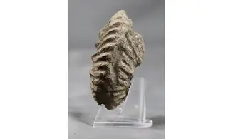 Hoplites spathi