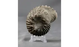 Hoplites spathi