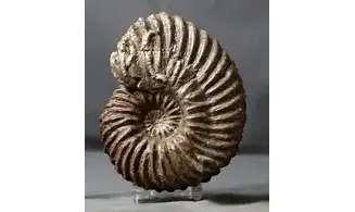 Hoplites dentatus