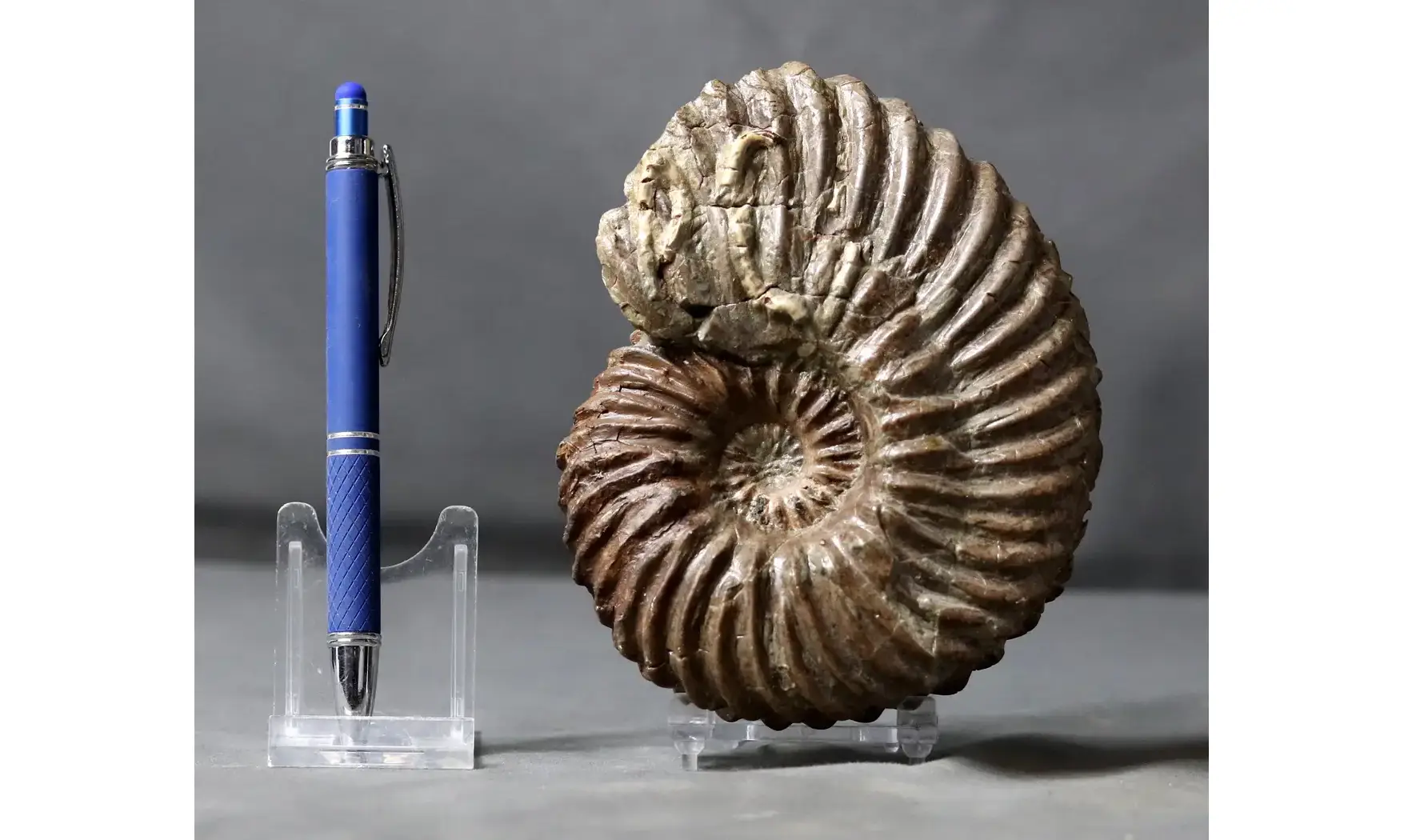 Hoplites dentatus