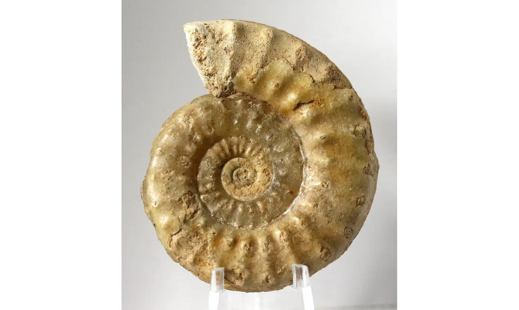 Acanthopleuroceras valdani
