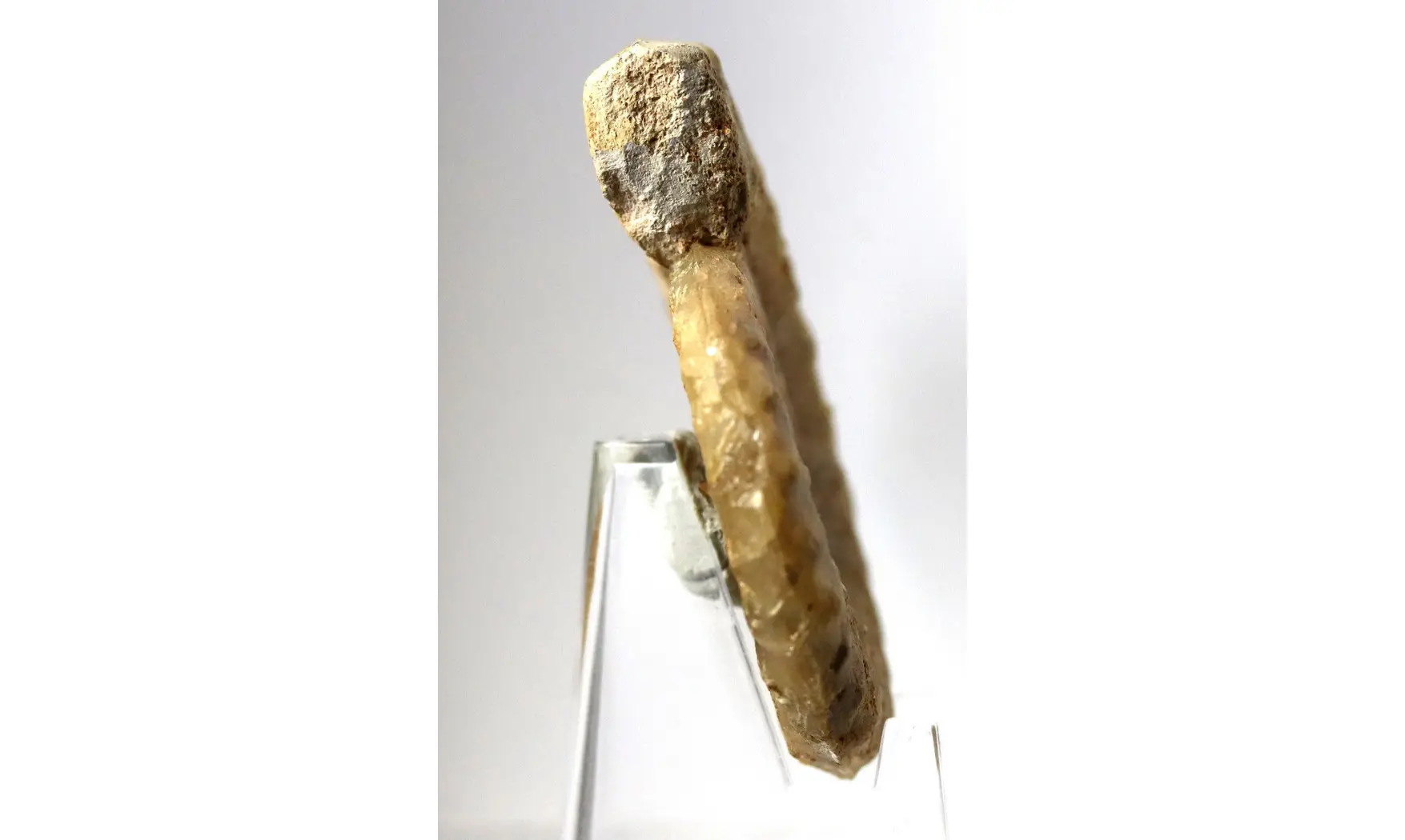 Acanthopleuroceras valdani