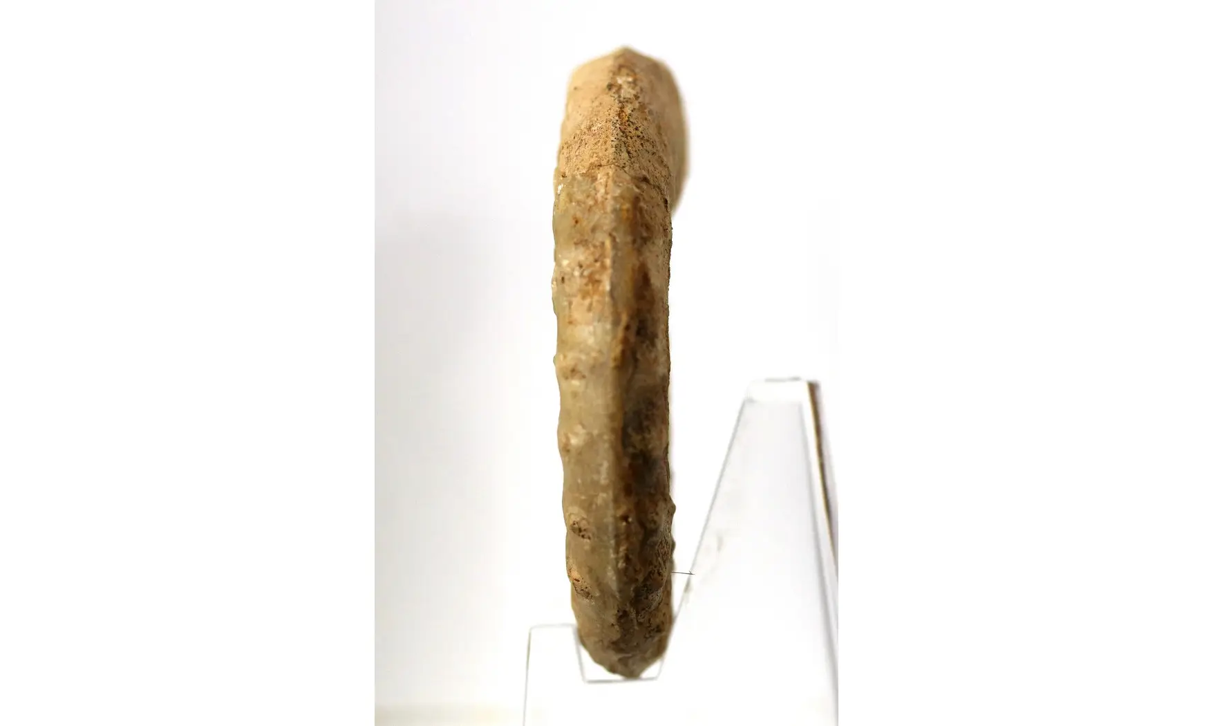 Acanthopleuroceras valdani