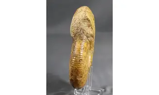 Procerites en calcite