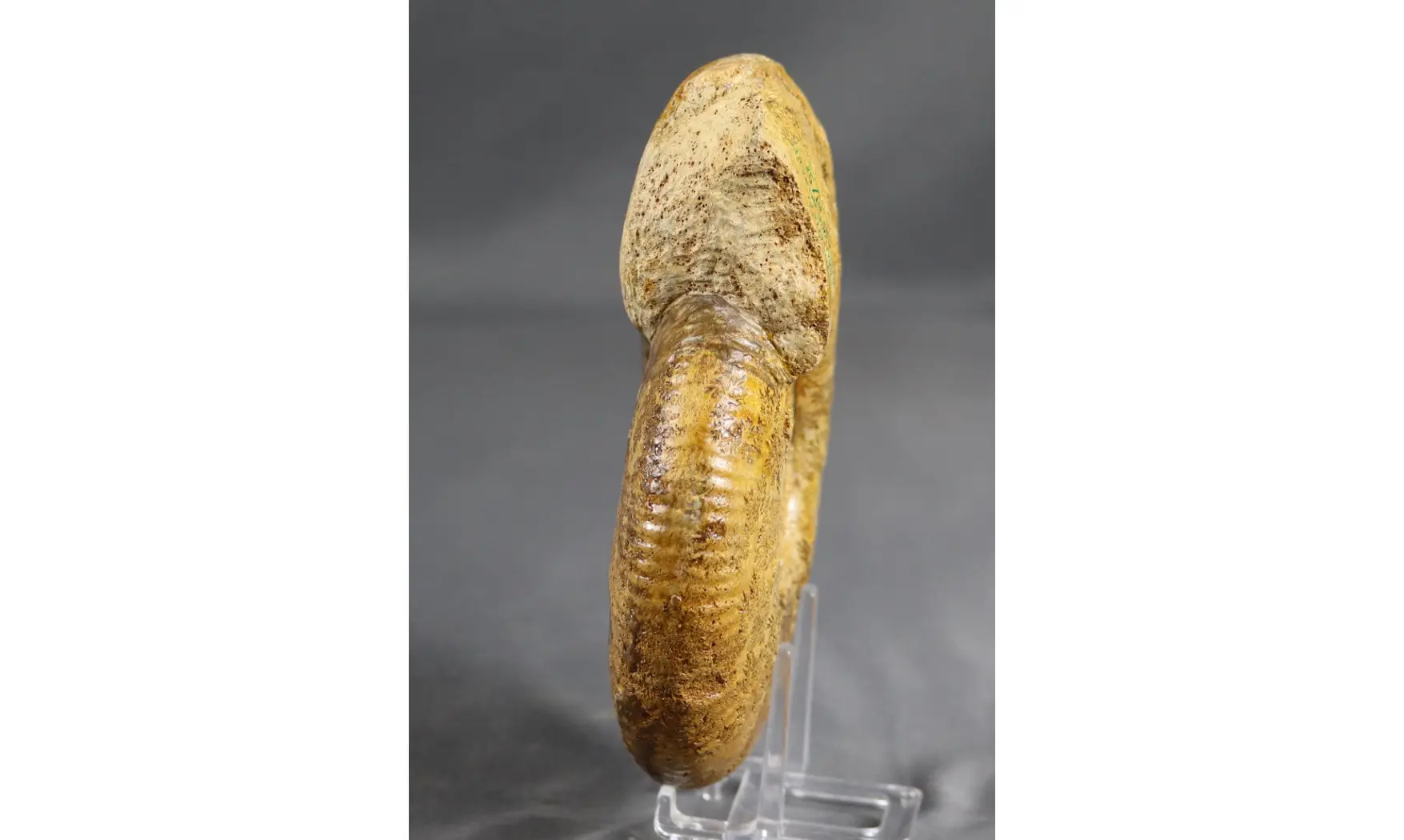 Procerites en calcite