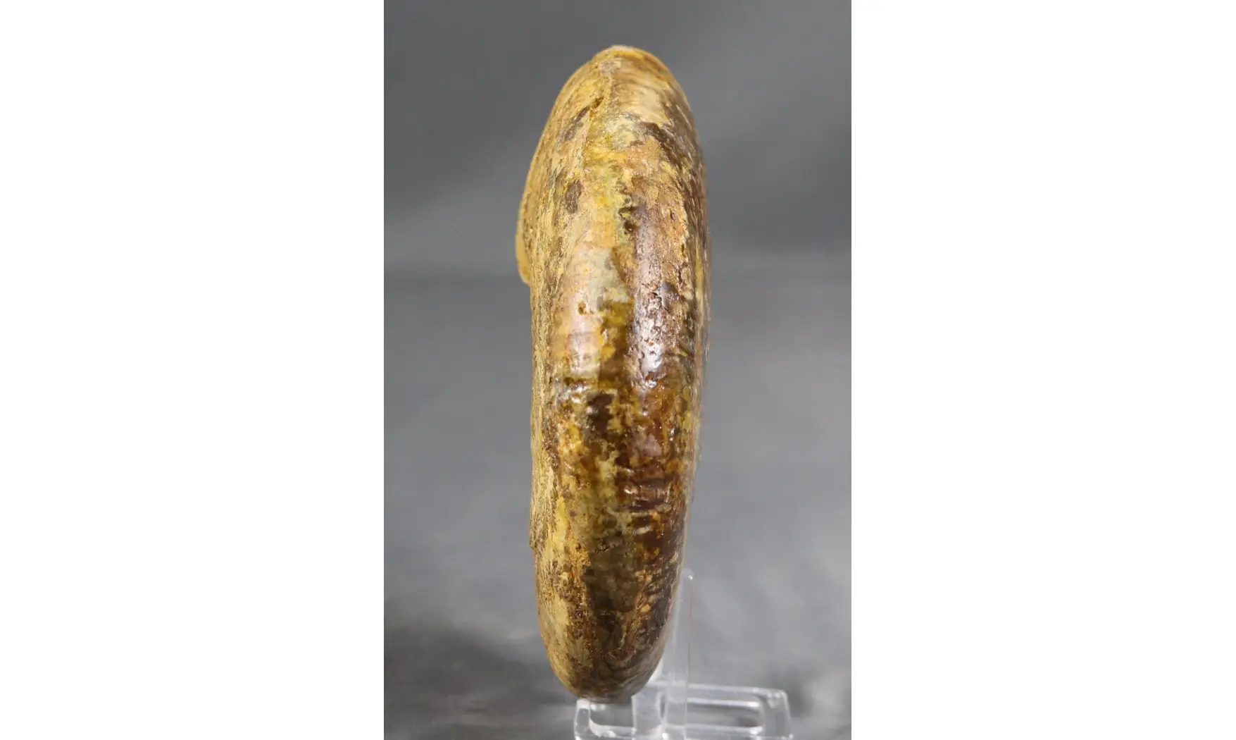 Procerites en calcite