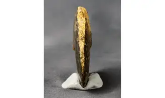 Oxycerites orbis