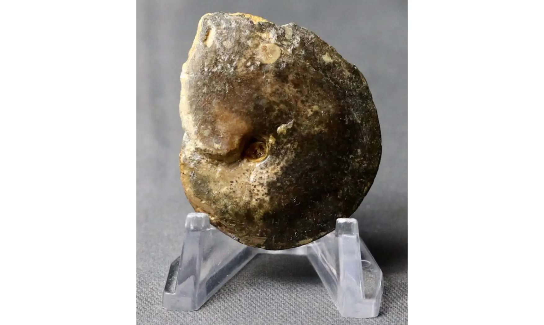 Oxycerites orbis