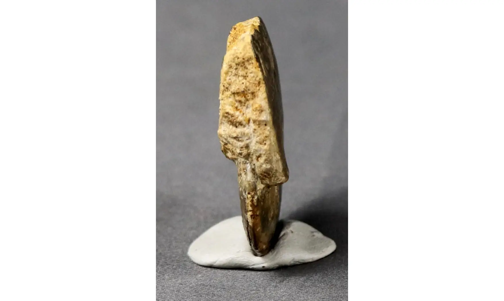 Oxycerites orbis