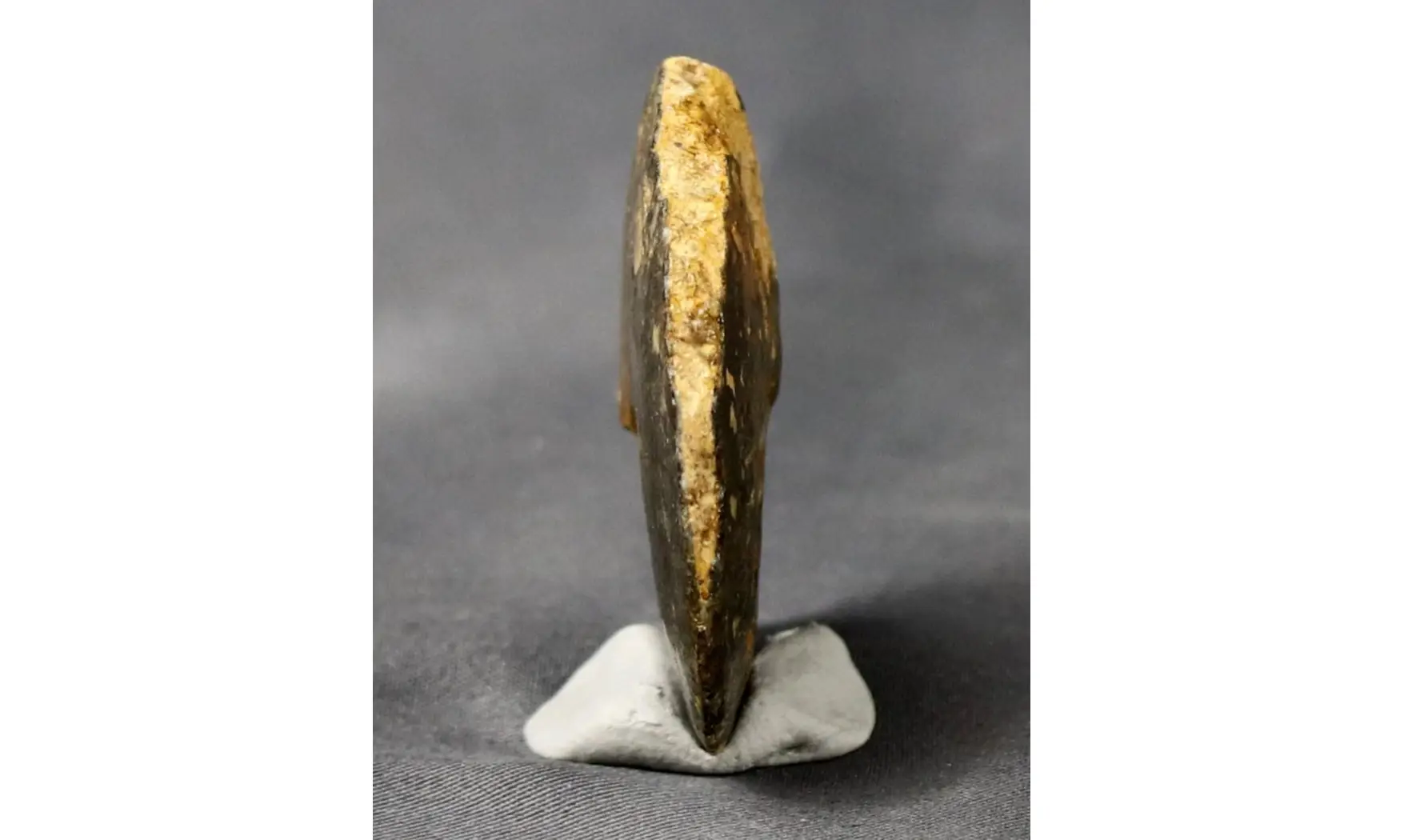 Oxycerites orbis
