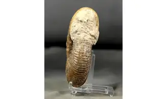 Procerites quercinus