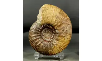 Procerites quercinus
