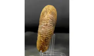 Procerites quercinus