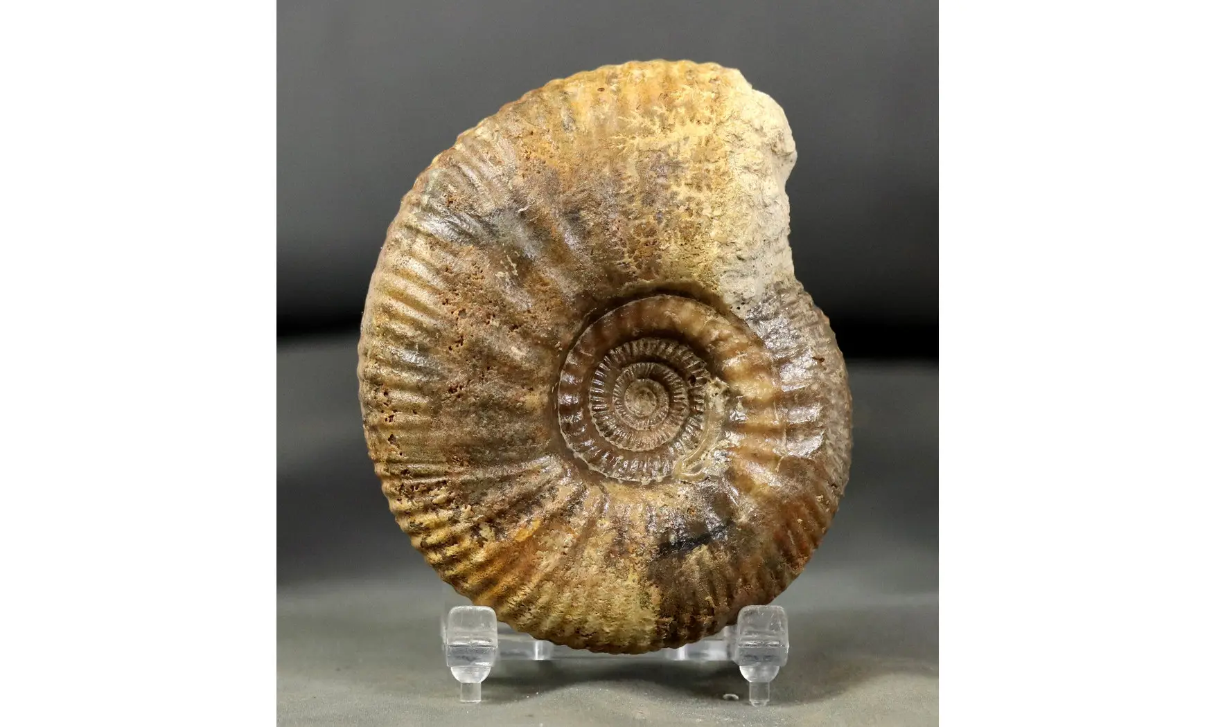 Procerites quercinus