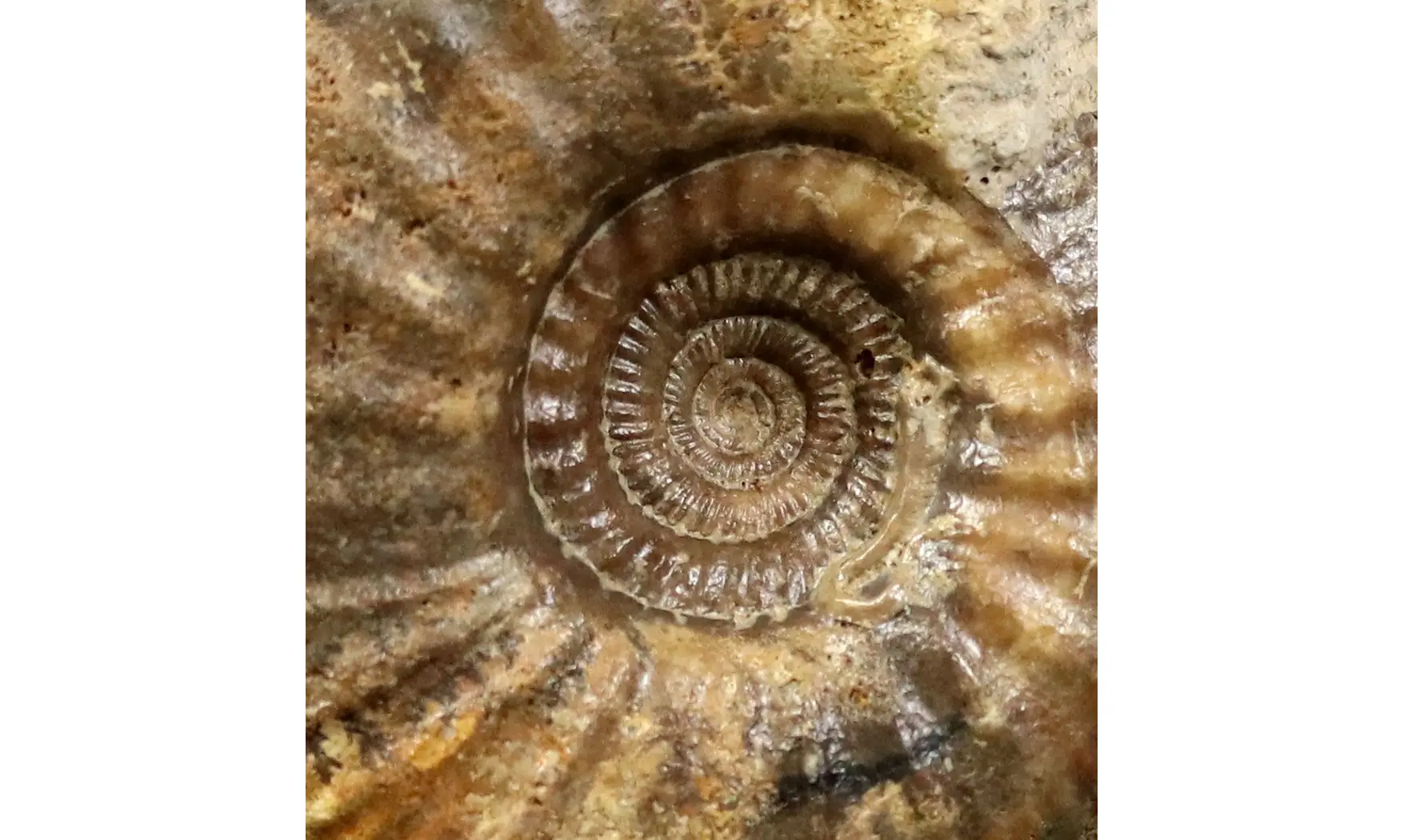 Procerites quercinus