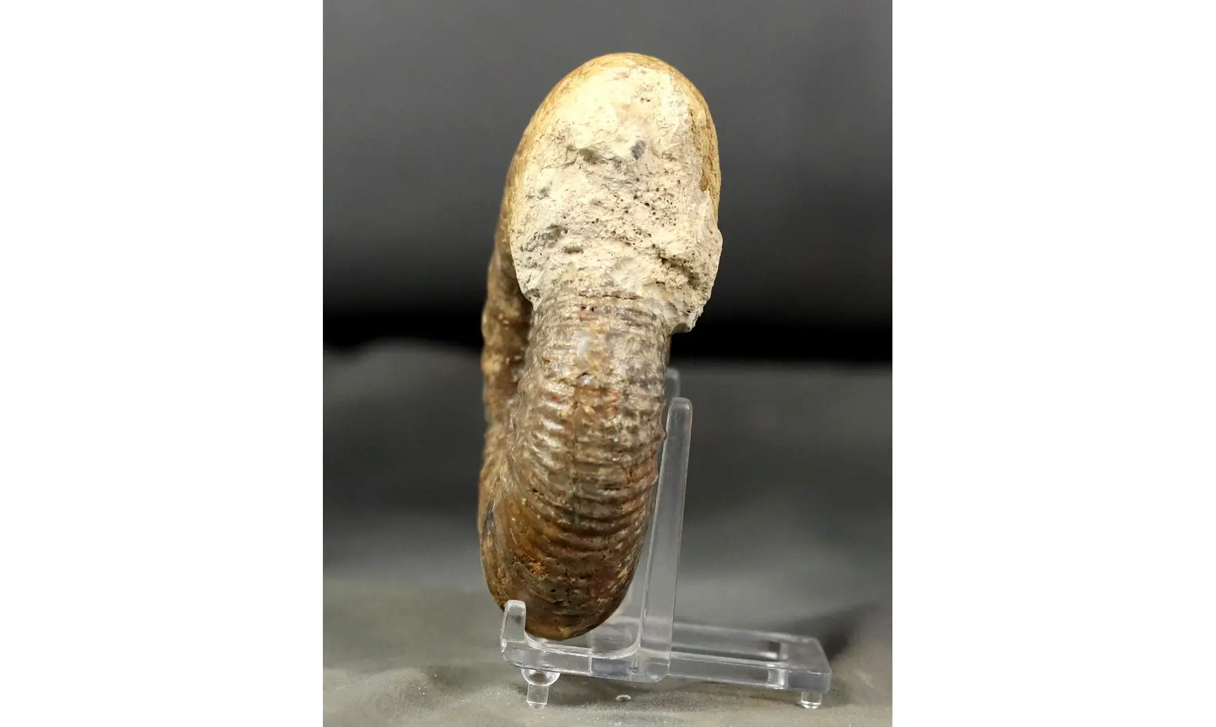 Procerites quercinus