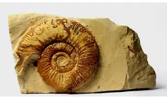 Indosphinctes (Elatmites) sp