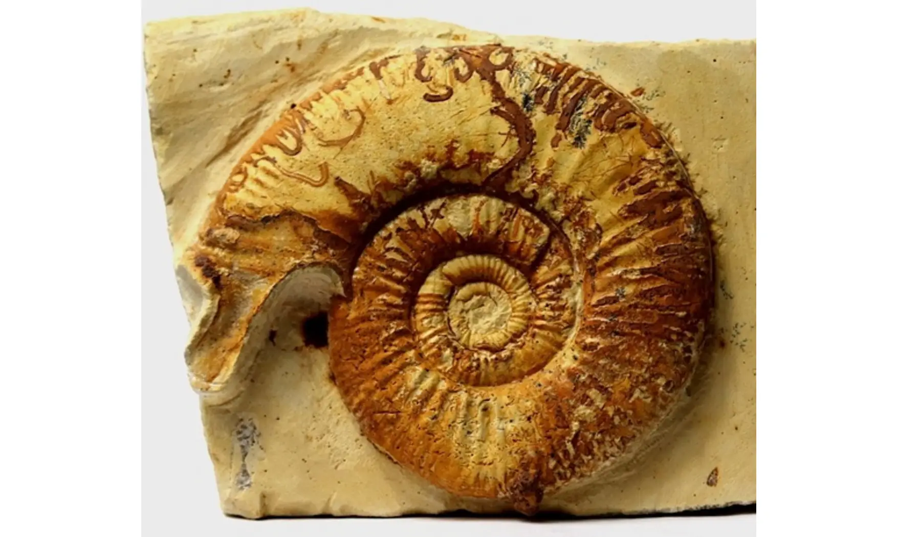 Indosphinctes (Elatmites) sp
