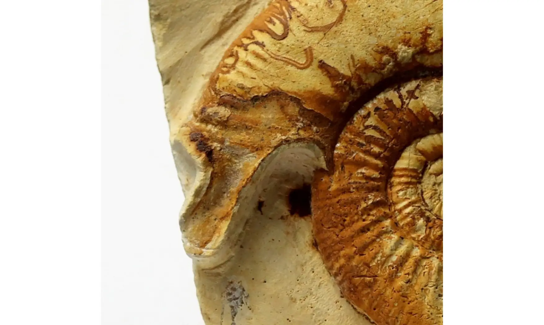 Indosphinctes (Elatmites) sp