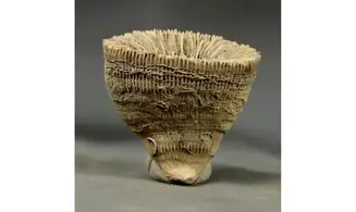 Placosmilia vidali