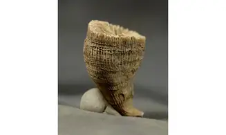 Placosmilia vidali