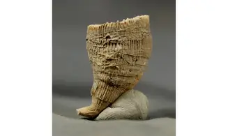 Placosmilia vidali