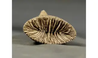Placosmilia vidali