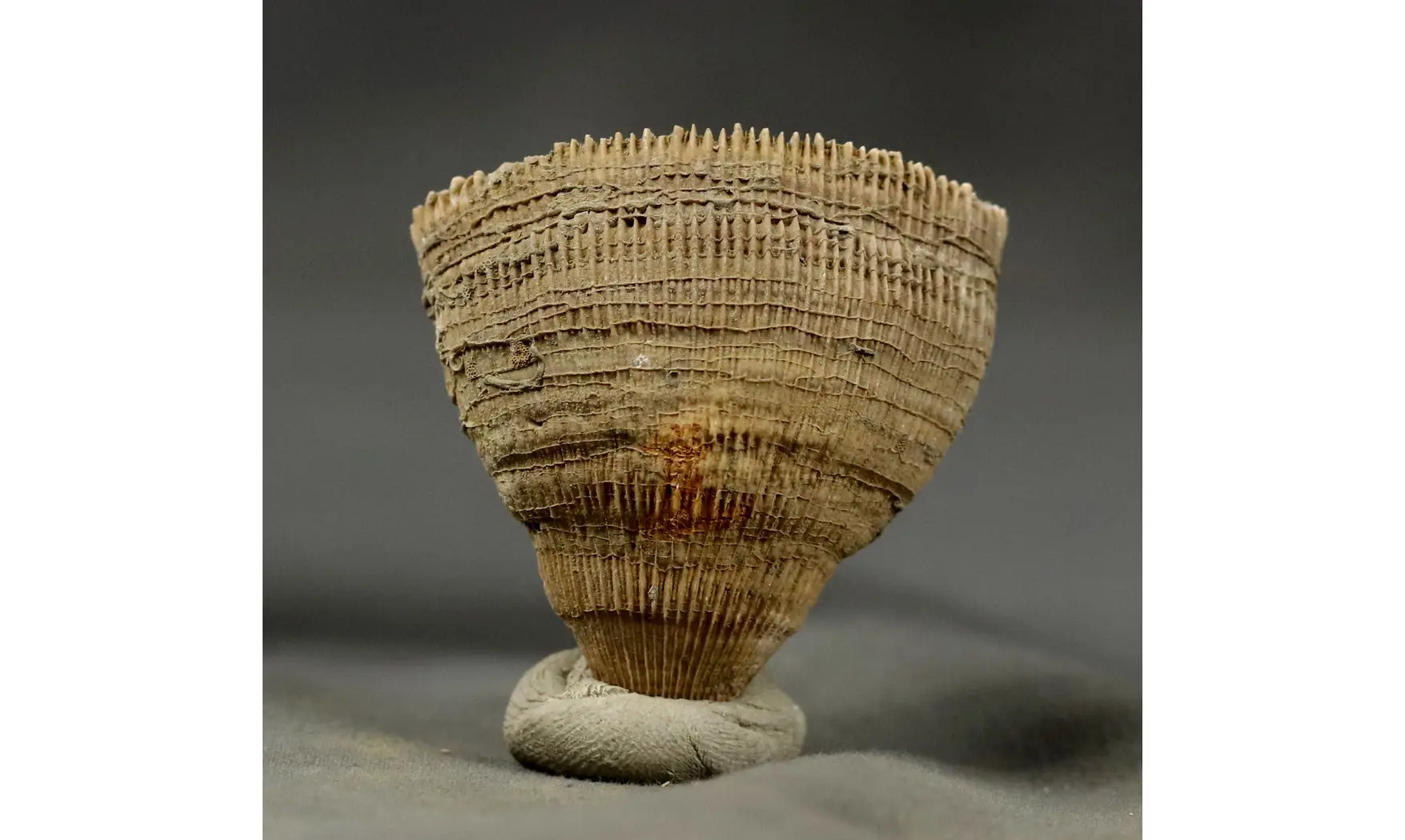Placosmilia vidali