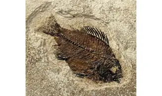 Priscacara liops