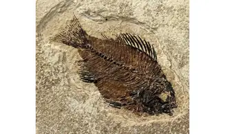 Priscacara liops