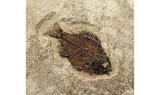 Priscacara liops