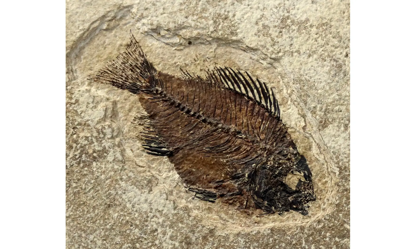 Priscacara liops