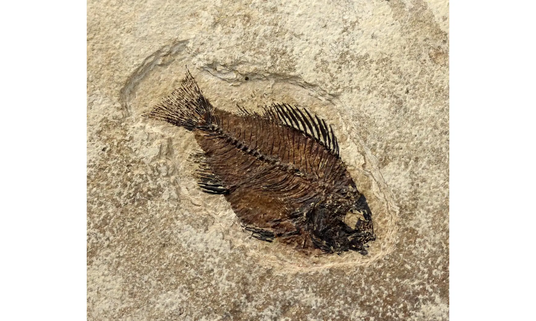 Priscacara liops