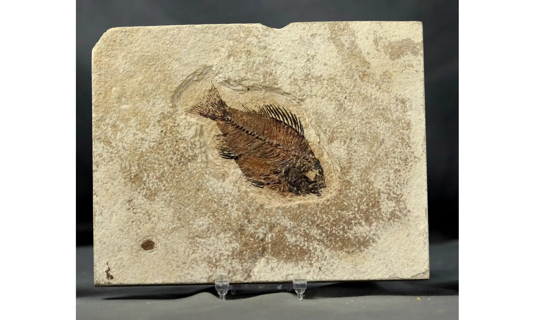 Priscacara liops
