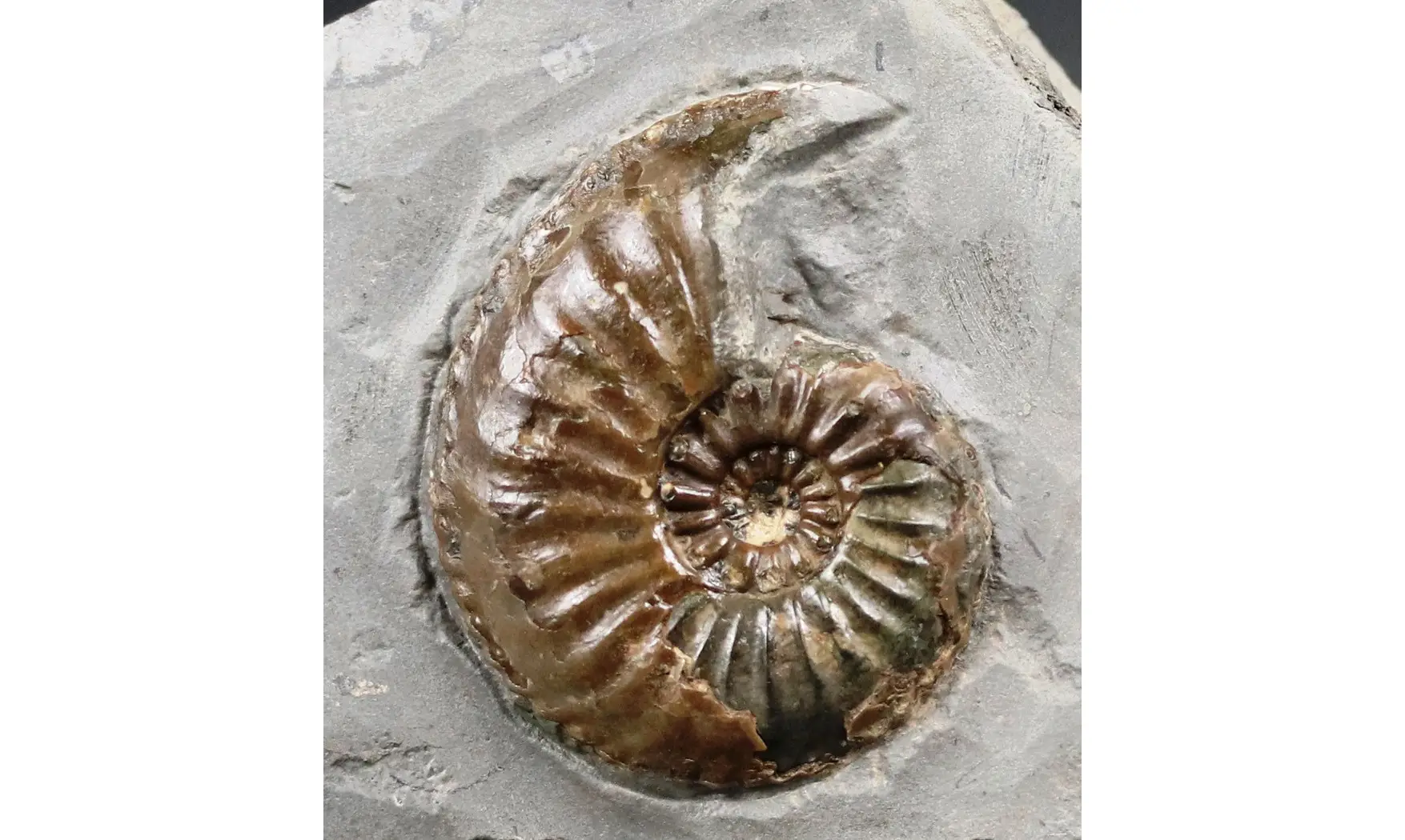 Amaltheus margaritatus