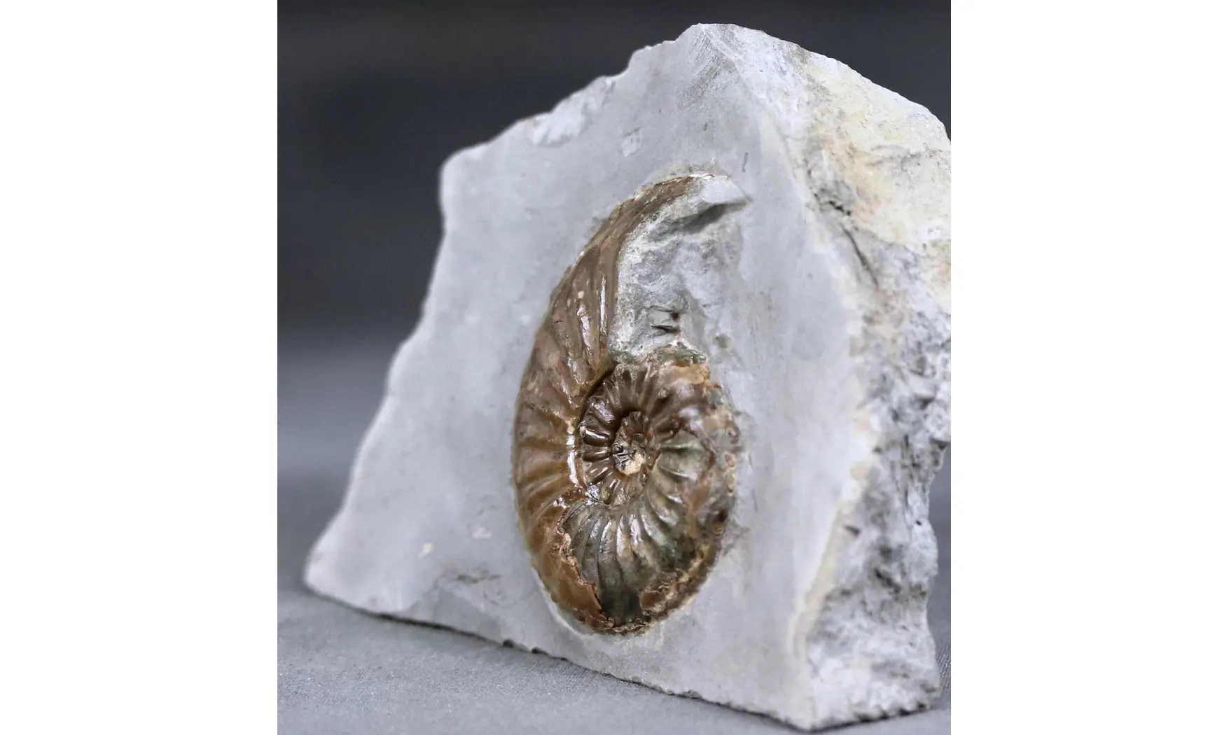 Amaltheus margaritatus