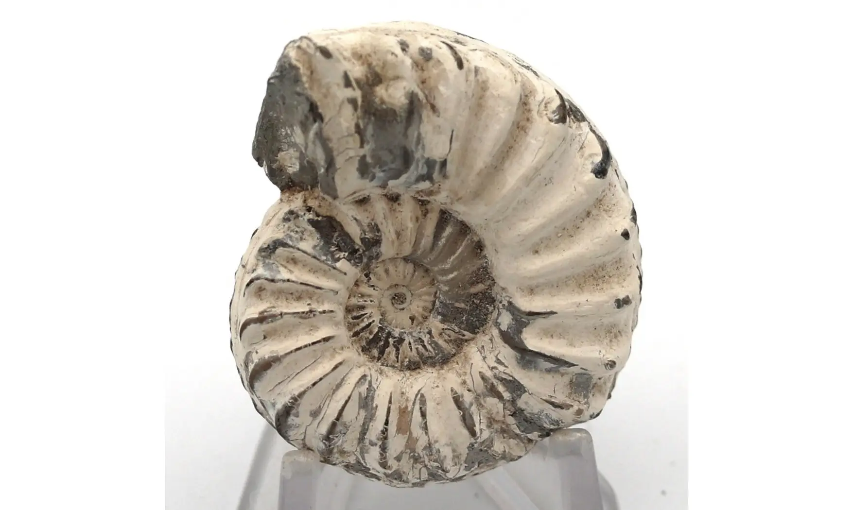Pleuroceras spinatum