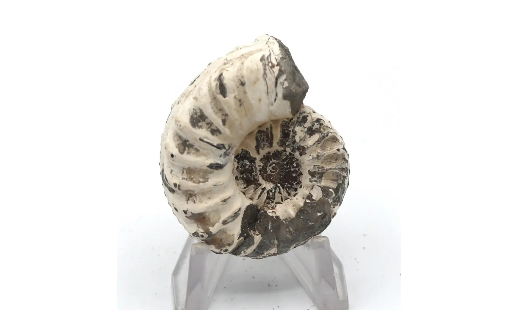 Pleuroceras spinatum