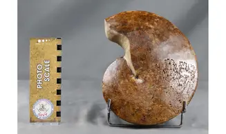 Forbesiceras obtectum
