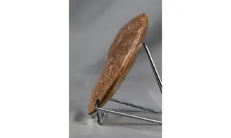 Forbesiceras obtectum