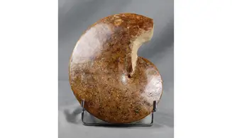 Forbesiceras obtectum