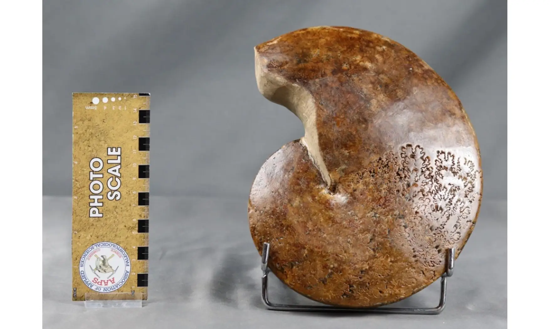 Forbesiceras obtectum